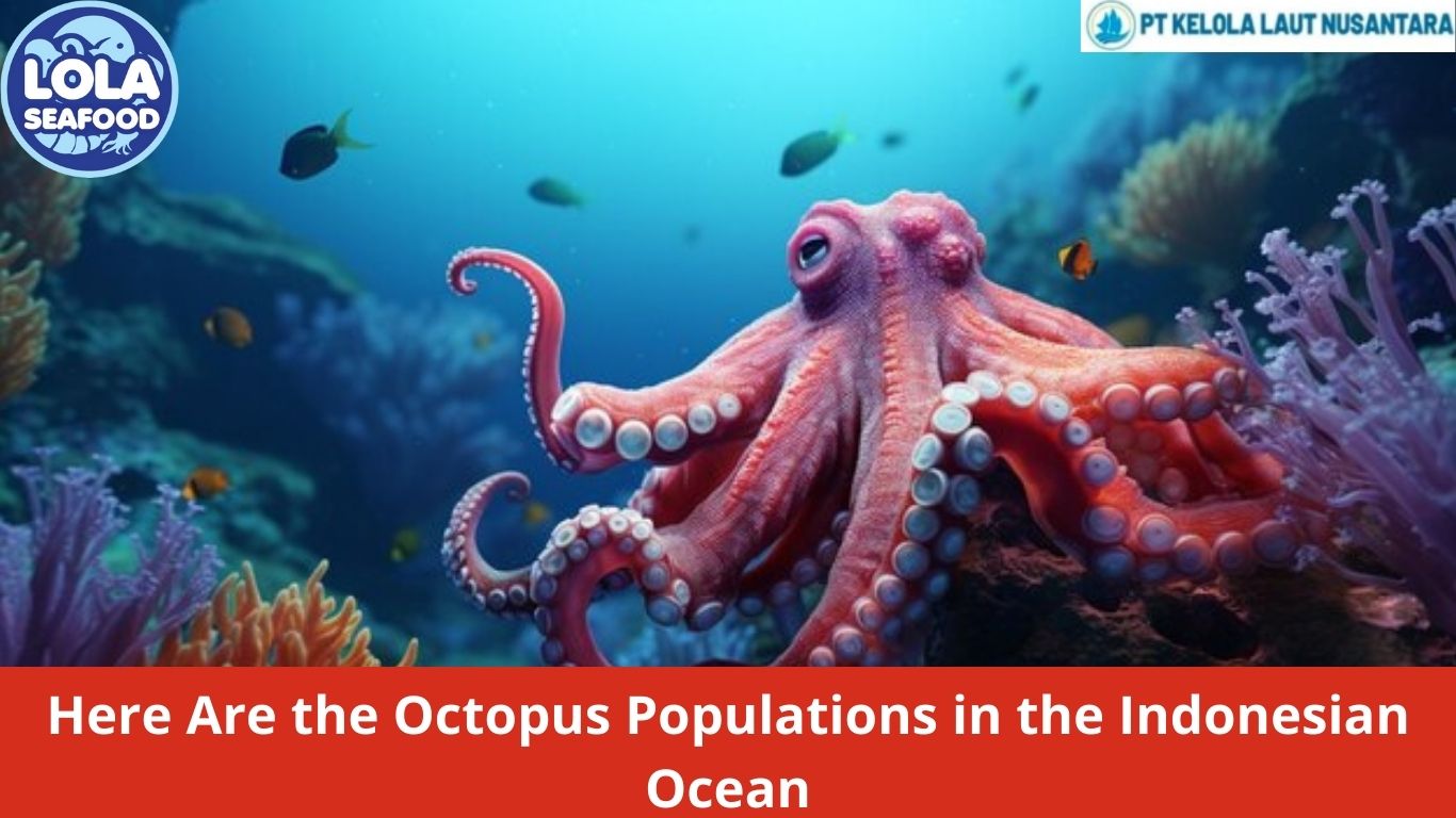 Here Are the Octopus Populations in the Indonesian Ocean